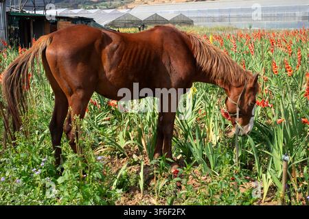Un cheval brun paissant sur des glacioles orange vives dans un champ à Da Lat, au Vietnam. Les fleurs n'avaient pas été vendues, récoltées comme nourriture pour animaux en raison d'une récolte tardive Banque D'Images