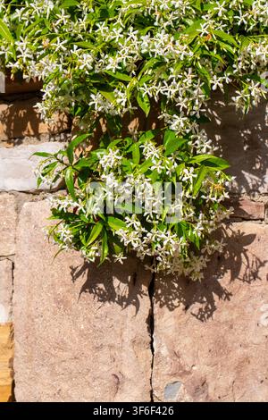 Vigne de jasmin étoilé avec des fleurs blanches suspendues à un mur de pierre rustique Banque D'Images