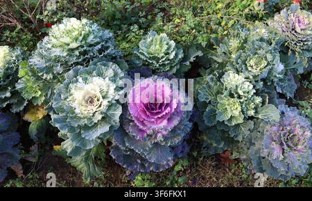 Chou ornemental, ou chou rave fleuri, dans un jardin en automne. Les couleurs sont rose, jaune, blanc et vert. Vue de dessus. Banque D'Images