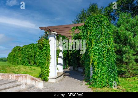 Pergola en bois avec des colonnes blanches couvertes de vignes grimpantes vertes denses dans un parc aménagé par une journée ensoleillée. Un chemin pavé incurvé traverse une végétation luxuriante Banque D'Images