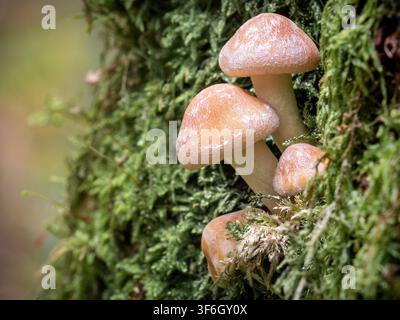 Macro de un petit groupe de champignons de l'automne (Hypholoma fasciculare) poussant étroitement sur un tronc d'arbre couvert de mousse. Champignons automnaux Banque D'Images