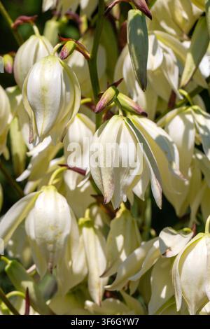 Grossissement macro des fleurs et boutons de yucca blancs en floraison sur une tige dans un jardin d'été Banque D'Images