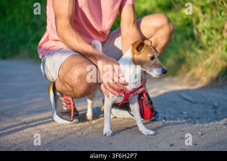 Homme accroupi derrière un petit terrier et le tenant par le harnais rouge. Concept de promenade du chien et de soins aux animaux Banque D'Images