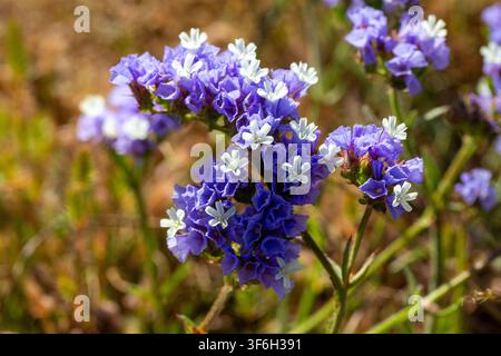 Belles fleurs de Statice Limonium Sinuatum violettes en fleur avec de petites pétales blancs Banque D'Images