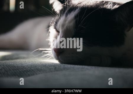 Un portrait en gros plan d'un chat noir et blanc reposant paisiblement dans une lumière douce et dramatique Banque D'Images