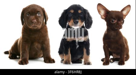 C Chiots de différentes races sur fond blanc, collage. Animal bébé Banque D'Images
