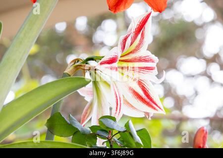 Vue de côté en gros plan d'une fleur d'Amaryllis (Hippeastrum) rayonnante rouge et blanche en pleine floraison dans un cadre naturel de jardin en extérieur Banque D'Images