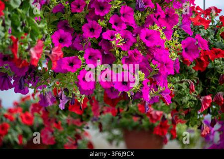 Fleurs de pétunia violettes vives et rouges éclatantes en fleurs dans des paniers suspendus pendant l'été Banque D'Images