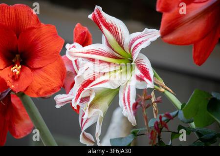 Fleurs d'amaryllis (Hippeastrum) rouge vif en pleine floraison avec des anthères jaunes visibles, gros plan mettant en valeur la texture riche Banque D'Images