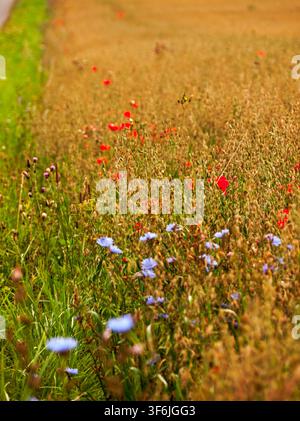 Bønsvig, Danemark - 31.07.2017 : Des bleuets bleus éclatants et des coquelicots écarlates fleurissant dans un champ de prairies dorées rurales pendant l'été Banque D'Images