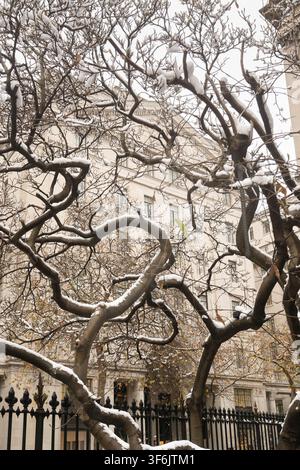 Une journée enneigée paisible à Londres, avec des branches glacées encadrant la grande façade en pierre d'un bâtiment près de St Mary Le Strand, à Westminster. Banque D'Images