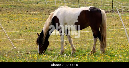 Poney Skewbald paissant dans un enclos rural, au printemps Banque D'Images
