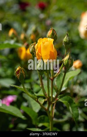 Belles roses anglaises Golden Celebration David Austin en pleine floraison avec des pétales doubles jaune intense dans un jardin ensoleillé Banque D'Images