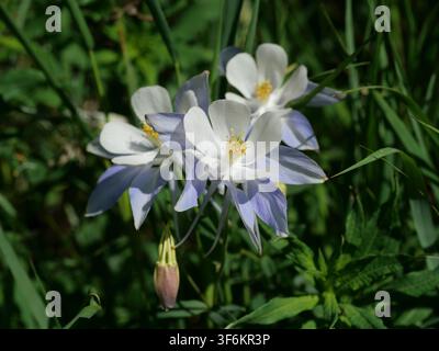 Fleurs de columbine sauvage du Colorado (Aquilegia coerulea) en fleur près du lac Isabelle dans l'Indian Peaks Wilderness, Colorado, États-Unis, fin juin. Banque D'Images