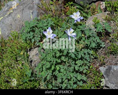 Columbine sauvage du Colorado (Aquilegia coerulea), fleur emblématique de l'État du Colorado, en fleurs parmi les rochers de granit près du lac Isabelle dans la réserve naturelle des Indian Peaks, Col Banque D'Images