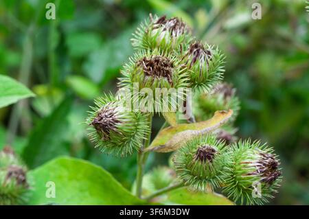 Bourgeons de bardane verts avec des sommets bruns séchés sur une tige. Feuilles vertes floues en arrière-plan. Bristol, Royaume-Uni Banque D'Images
