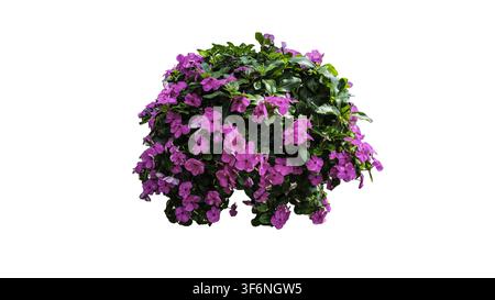 Pervenche rose isolée PNG bouquet de fleurs en pleine floraison avec des feuilles vertes Banque D'Images