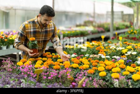 Homme adulte choisissant un pot de soucis dans un magasin de jardinage Banque D'Images