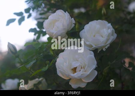 Un gros plan de trois délicates roses blanches, chacune avec des pétales luxuriants et des centres vibrants, sur fond de feuilles vertes. L'éclairage naturel hi Banque D'Images
