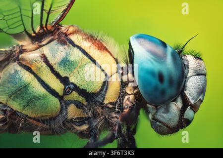 Portrait macro extrême en gros plan de la tête d'une libellule avec un œil composé bleu sur fond vert Banque D'Images