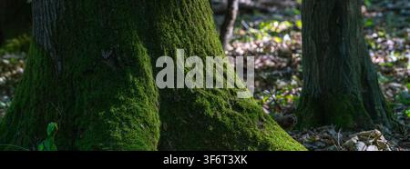 Le tronc d'un arbre est recouvert de mousse verte vif dans une forêt. La lumière du soleil filtre à travers les feuilles et projette des ombres douces sur le sol. La scène montre Banque D'Images