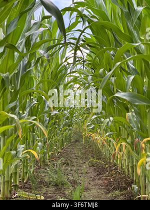 Perspective en contre-plongé des hautes plants de maïs vert formant des rangées symétriques dans un champ cultivé. Un paysage agricole vibrant mettant en avant la durabilité Banque D'Images