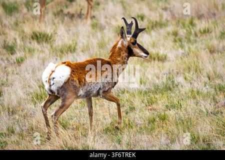 Portrait rapproché d'un mâle antilope d'Amérique du Nord dans les prairies sauvages du Wyoming Banque D'Images