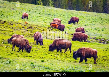 Un grand troupeau de bisons d'Amérique broute à travers les collines ondulantes de la vallée de Lamar dans le parc national de Yellowstone Banque D'Images