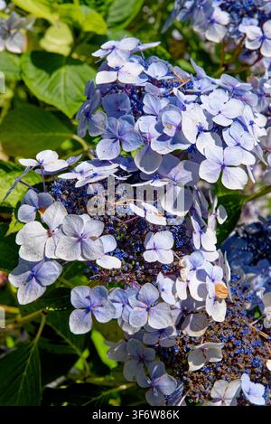 Close-up de fleurs d'hortensia bleues et violettes éclatantes en pleine floraison dans les jardins formels de Knightshayes Court, Tiverton, Devon, Angleterre, le 24.08 Banque D'Images