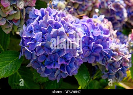 Close-up de fleurs d'hortensia bleues et violettes éclatantes en pleine floraison dans les jardins formels de Knightshayes Court, Tiverton, Devon, Angleterre, le 24.08 Banque D'Images