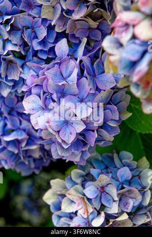 Close-up de fleurs d'hortensia bleues et violettes éclatantes en pleine floraison dans les jardins formels de Knightshayes Court, Tiverton, Devon, Angleterre, le 24.08 Banque D'Images