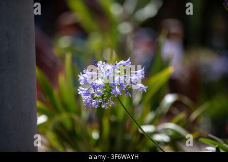 Close-up d'une fleur d'agapanthe bleue, lys du Nil, en fleur dans un jardin d'été. Banque D'Images