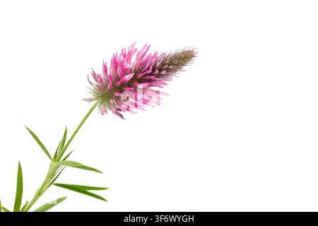 Fleur de trèfle rose-violet-cramoisi (Trifolium rubens) isolée sur fond blanc Banque D'Images
