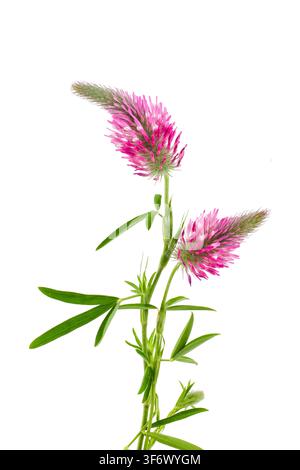 Fleur de trèfle rose-violet-cramoisi (Trifolium rubens) isolée sur fond blanc Banque D'Images