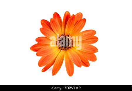Tête de fleur unique de marguerite africaine orange (Osteospermum) isolée sur fond blanc Banque D'Images