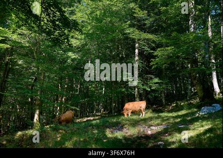 Deux vaches brunes paissent paisiblement sur une pente herbeuse parsemée de soleil au sein d'une forêt verte dense, illustrant le bétail dans un environnement boisé naturel Banque D'Images