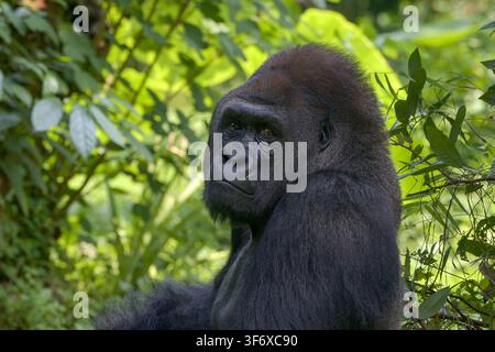 Gorille pensif regardant en arrière depuis une jungle luxuriante Banque D'Images