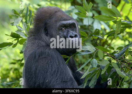 Gorille pensif regardant en arrière parmi les feuilles luxuriantes de la jungle verte Banque D'Images