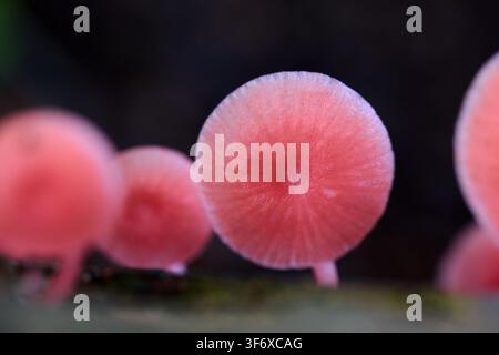 amas de champignons roses poussant sur du bois Banque D'Images