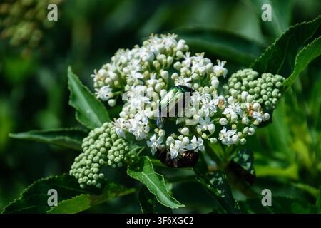 Scarabeïde vert brillant sur des fleurs blanches Banque D'Images