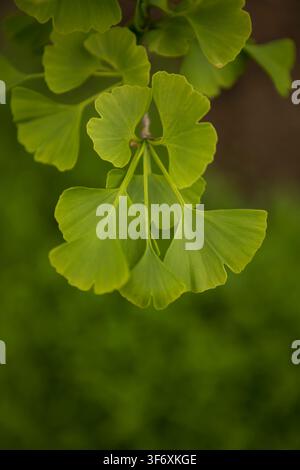 Feuilles fraîches de ginkgo biloba vertes sur une branche Banque D'Images