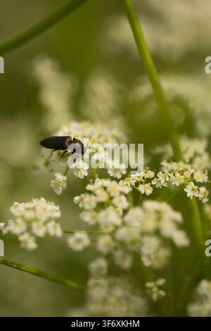 Petit scarabée noir sur de minuscules fleurs sauvages blanches Banque D'Images