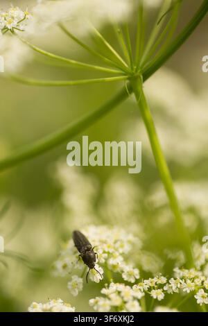 Carabure noir sur de minuscules fleurs blanches Banque D'Images