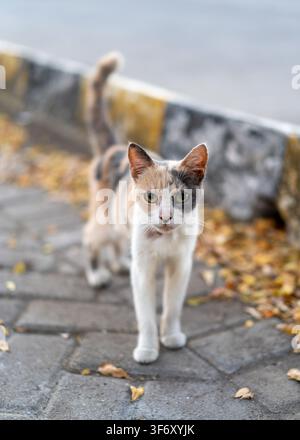 Un chat errant calico aux yeux alertes marchant dans une colonie de chats sur un trottoir à Gunung Anyar, Surabaya, Java oriental, Indonésie. Banque D'Images