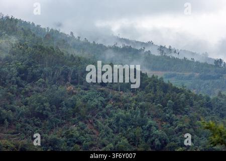 Un brouillard épais et bas balaie les pentes montagneuses vertes et luxuriantes couvertes de forêts denses au centre du Portugal. Banque D'Images