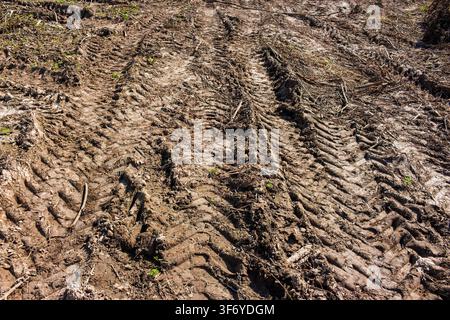 Des traces profondes et boueuses laissées par des engins lourds sur un sol forestier humide, illustrant l'impact environnemental et l'érosion du sol après des opérations d'abattage ou industrielles Banque D'Images