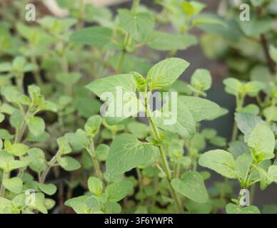 Vue rapprochée de feuilles d'herbe fraîche d'origan (Origanum vulgare) vertes poussant à l'extérieur dans un parterre de jardin Banque D'Images