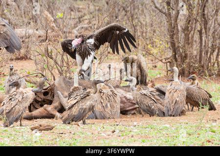 Vautour à tête blanche menacé (Torgos tracheliotos), sur une carcasse de buffle avec des vautours à dos blanc (Gyps africanus) dans le parc national du Kruger, Afrique du Sud Banque D'Images