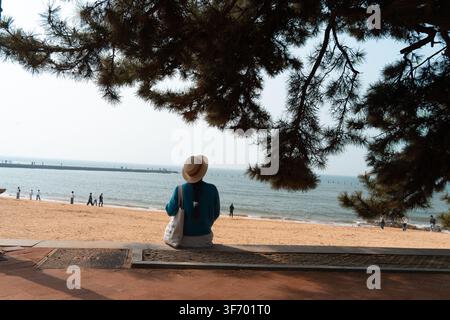 Femme assise sous un pin avec vue sur la plage de sable, Plage de bain n°1, Qingdao, Chine Banque D'Images