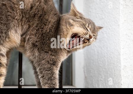 Chat domestique à poils courts épuisé avec une fourrure rayée s'étirant et ouvrant la gueule pour révéler des dents acérées, capturé pendant une sieste dans un foyer lumineux et confortable Banque D'Images